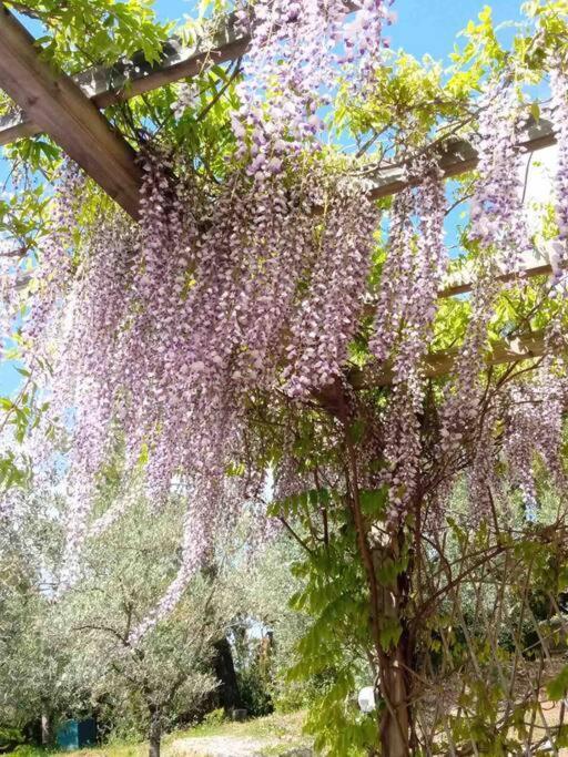 Casa Belvedere -Tranquillita Tra Bosco E Ulivi- Riparbella Kültér fotó