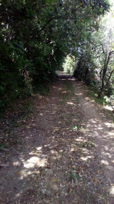 Casa Belvedere -Tranquillita Tra Bosco E Ulivi- Riparbella Kültér fotó