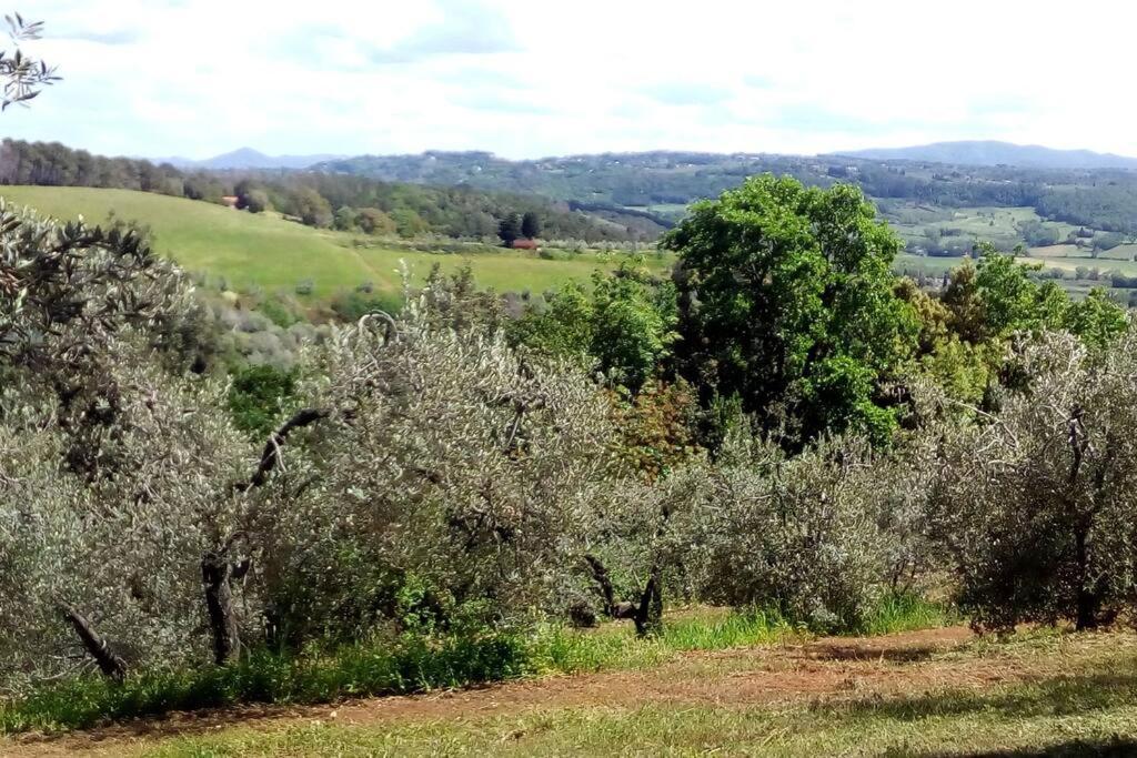Casa Belvedere -Tranquillita Tra Bosco E Ulivi- Riparbella Kültér fotó