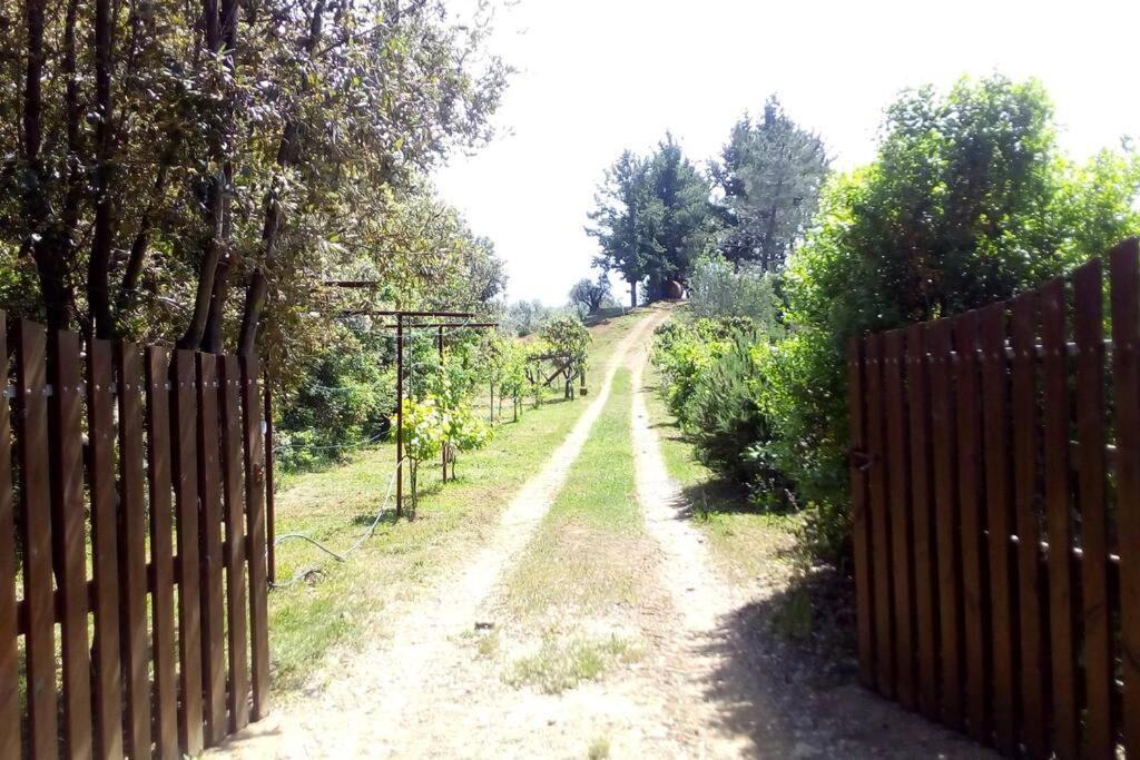 Casa Belvedere -Tranquillita Tra Bosco E Ulivi- Riparbella Kültér fotó