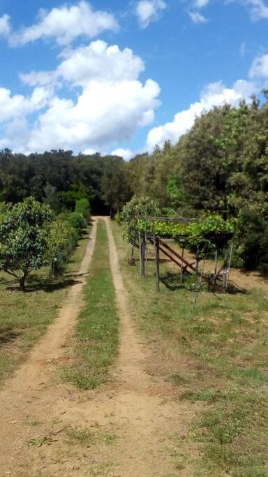Casa Belvedere -Tranquillita Tra Bosco E Ulivi- Riparbella Kültér fotó