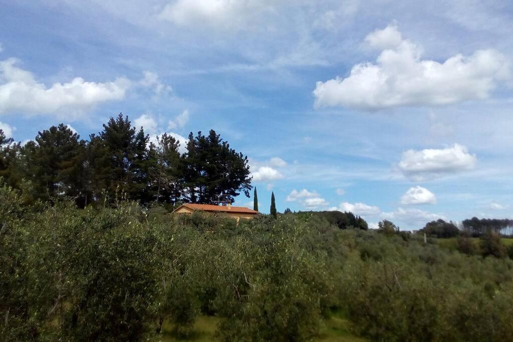 Casa Belvedere -Tranquillita Tra Bosco E Ulivi- Riparbella Kültér fotó